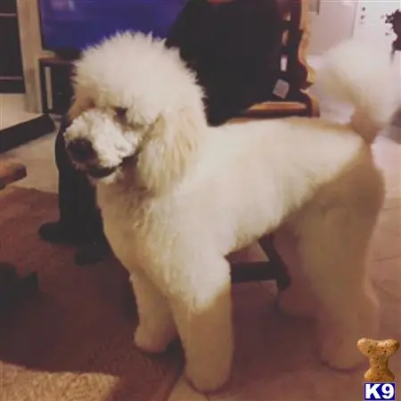 Poodle stud dog