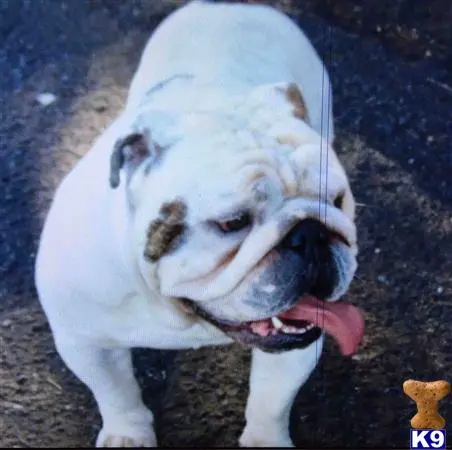 English Bulldog stud dog