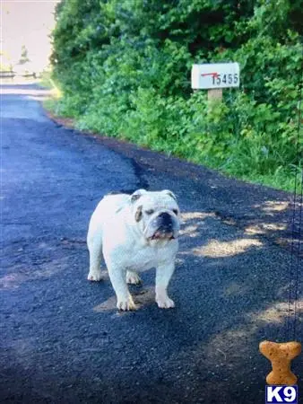 English Bulldog stud dog