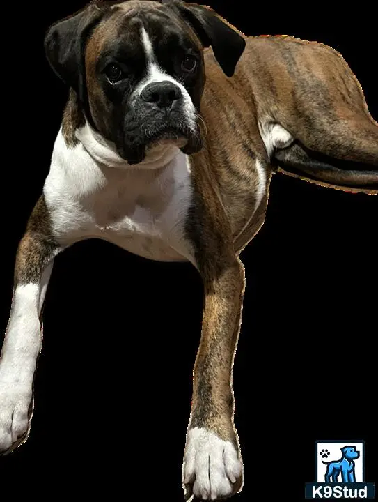 Boxer stud dog