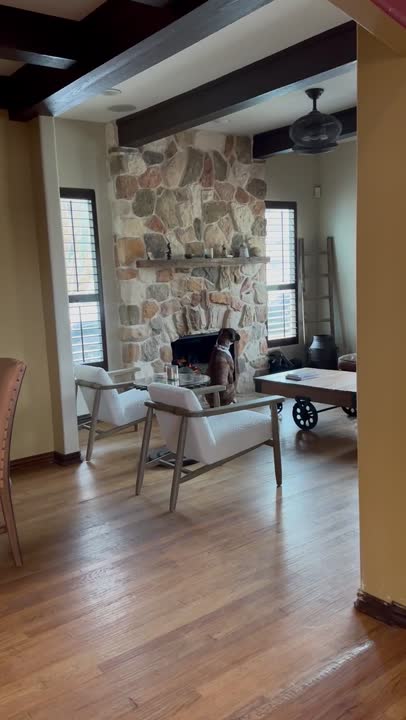 Boxer stud dog video