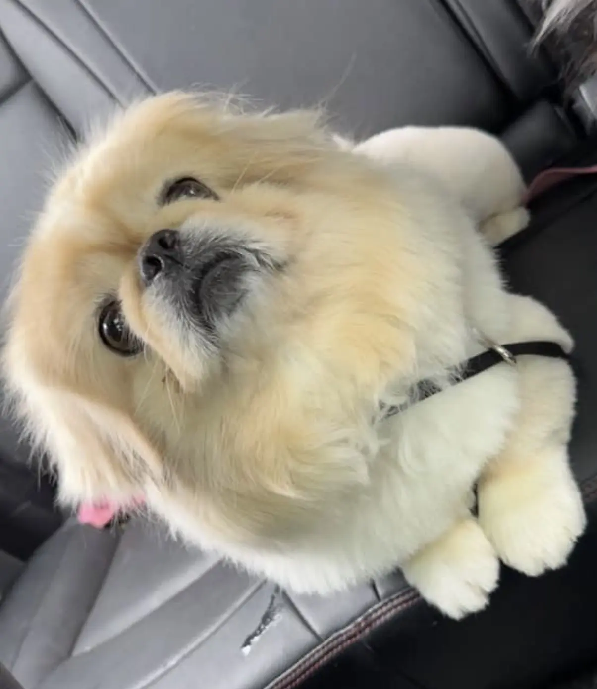 Pekingese stud dog: Fluffy cream Pekingese resting on a car seat