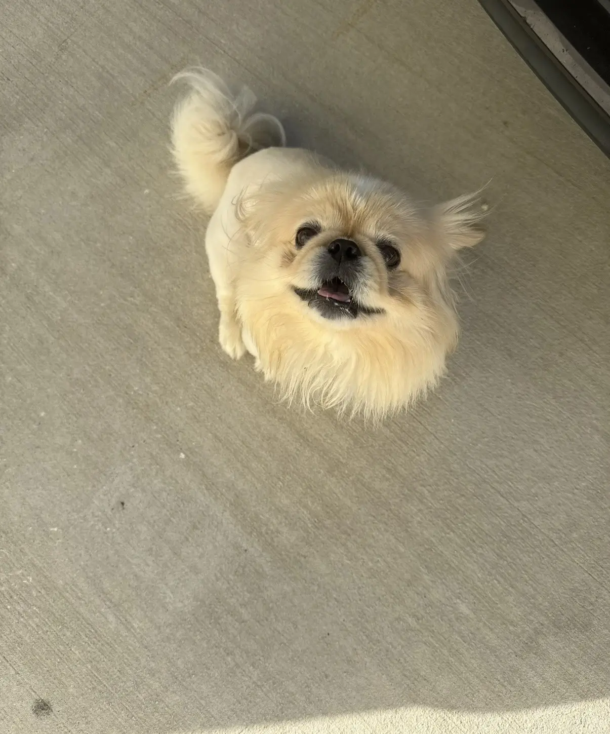 Pekingese stud dog: Fluffy cream Pekingese smiling on a concrete surface