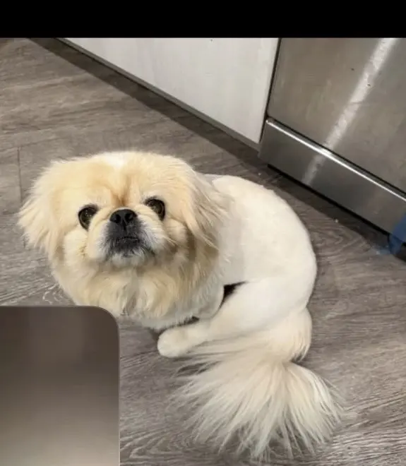 Pekingese stud dog: Fluffy white Pekingese sitting on a wooden floor