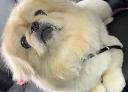 Pekingese stud dog: Fluffy cream Pekingese sitting on a car seat