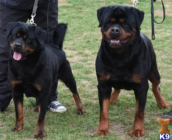 Rottweiler