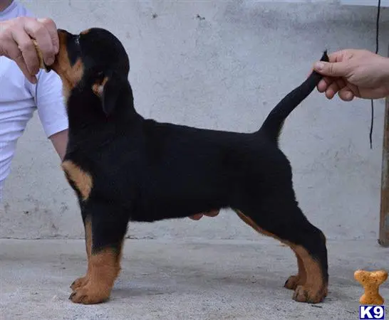 Rottweiler puppy for sale