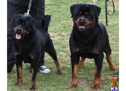 Rottweiler