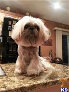 Shih Tzu stud dog: Light-colored Shih Tzu sitting on a kitchen countertop