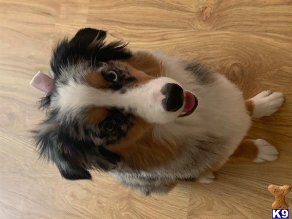 Australian Shepherd female dog