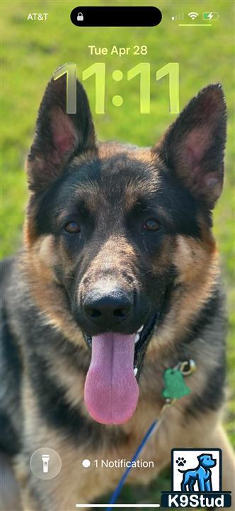 a german shepherd dog with its tongue out