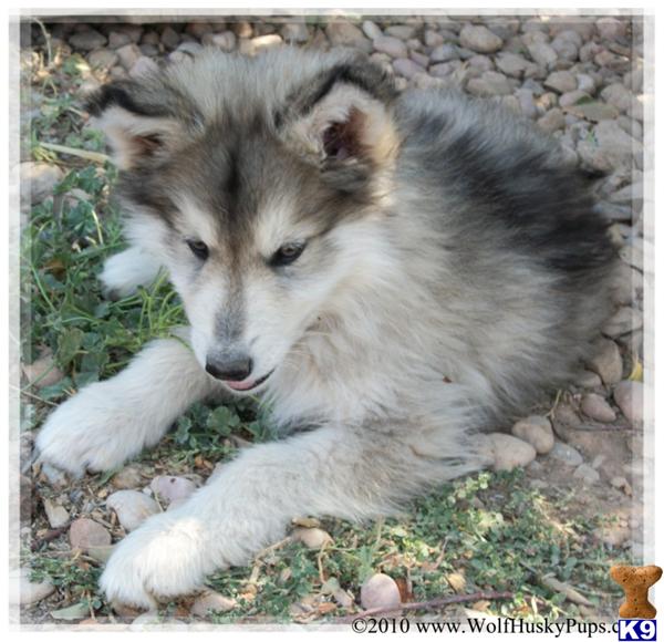 wolamute puppies for sale wolf puppy for sale gorgeous woolly wolamute puppies for sale 8 years wolamute puppies for sale wolf puppy for sale gorgeous woolly wolamute puppies for sale 8 years