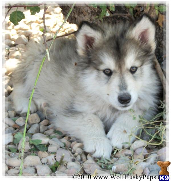 wolamute puppies for sale wolf puppy for sale gorgeous woolly wolamute puppies for sale 8 years wolamute puppies for sale wolf puppy for sale gorgeous woolly wolamute puppies for sale 8 years