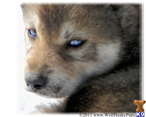 Wolf Dog Puppy for Sale Hybrid Wolf Puppies Available Now wolf dog