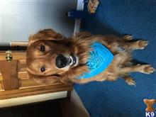 Max available Golden Retriever puppy located in UNION