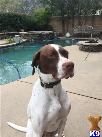 German Shorthaired Pointer stud dog