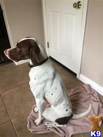 German Shorthaired Pointer stud dog