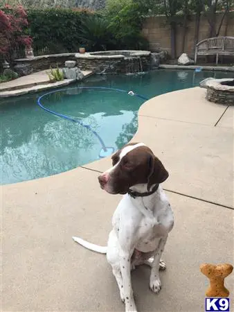 German Shorthaired Pointer stud dog