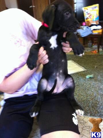great dane puppy posted by lloleson