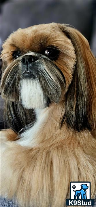 a brown and white shih tzu dog