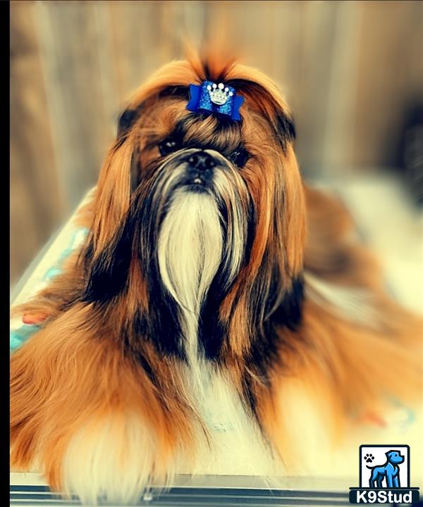 a shih tzu dog with a birds head