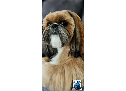 a brown and white shih tzu dog