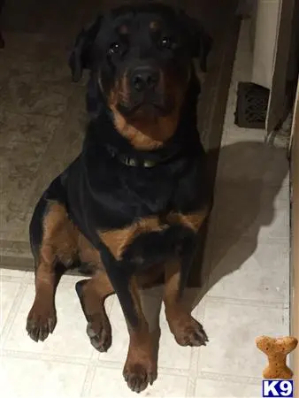 Rottweiler female dog