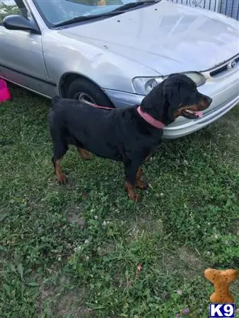 Rottweiler female dog