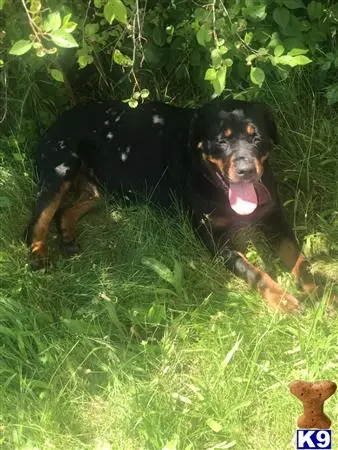 Rottweiler female dog