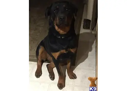 Rottweiler