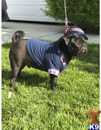 Pug stud dog