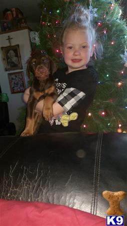 doberman pinscher puppy posted by lmbblaylock
