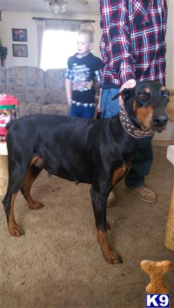 doberman pinscher puppy posted by lmbblaylock