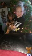 doberman pinscher puppy posted by lmbblaylock