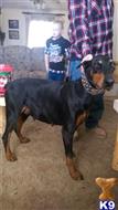 doberman pinscher puppy posted by lmbblaylock