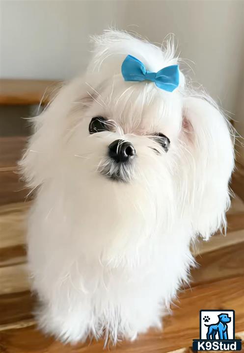 a maltese dog wearing a bow tie
