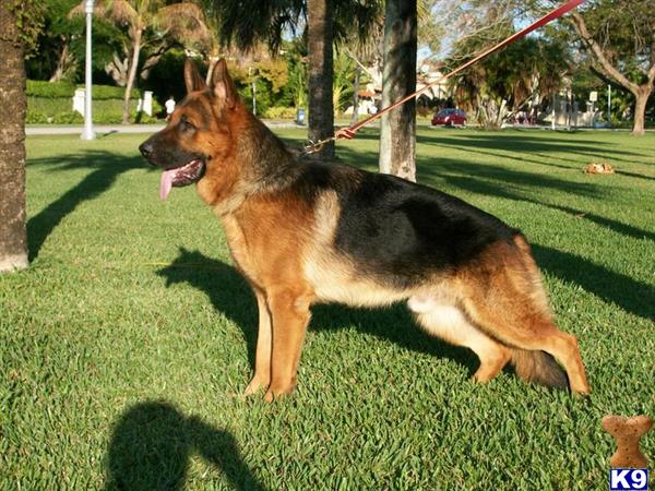 German Shepherd