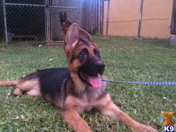 German Shepherd