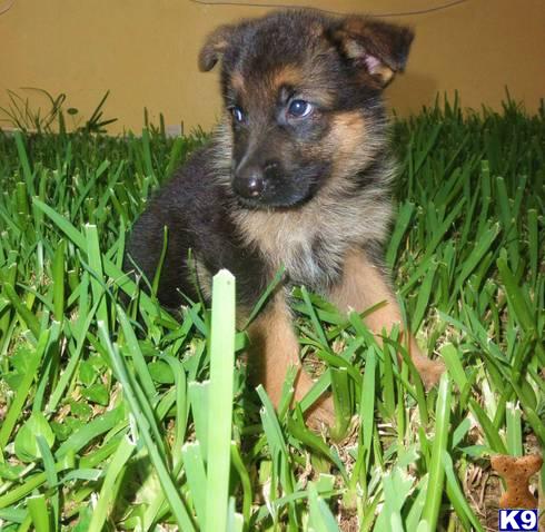 German Shepherd dog