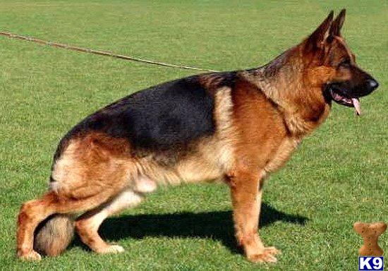 German Shepherd dog