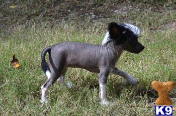 Chinese Crested