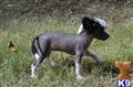chinese crested puppy posted by lmunchrath