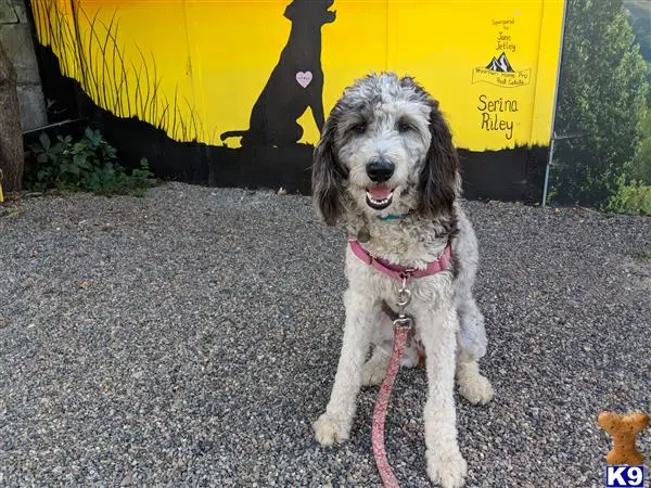 Aussiedoodle female dog