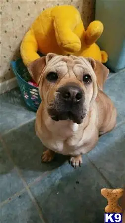 Chinese Shar Pei female dog