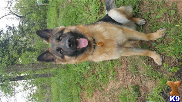 a german shepherd dog lying on grass