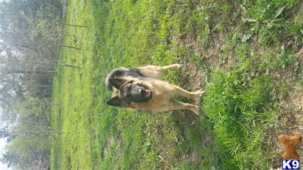 German Shepherd stud dog