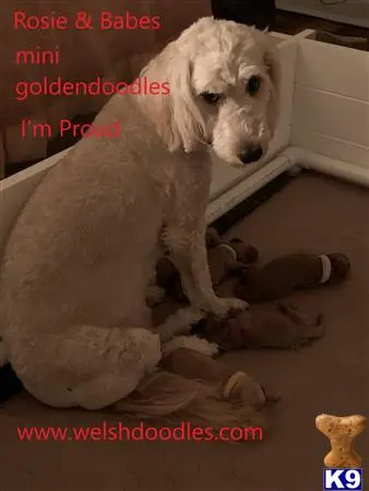 Goldendoodles puppy for sale