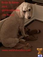 Goldendoodles