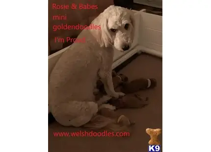 Goldendoodles