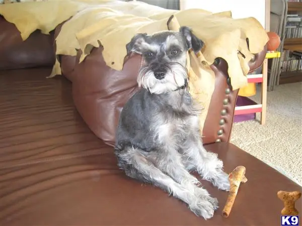 Miniature Schnauzer female dog